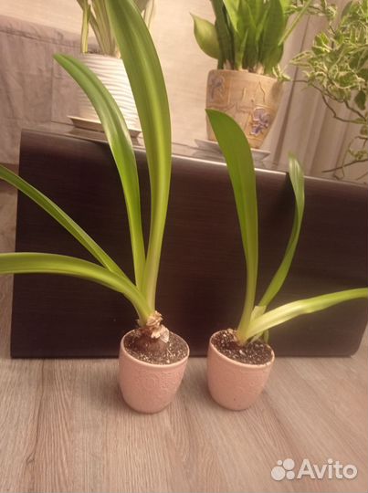 Гиппеаструм детки