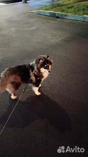 Кобель помски 7 месяцев