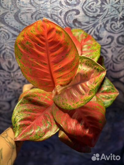 Сортовые Аглаонемы