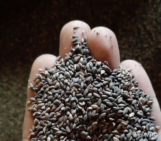 Семена / Сосна обыкновеная