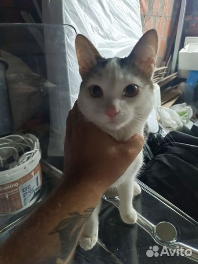Отдам кота в добрые руки