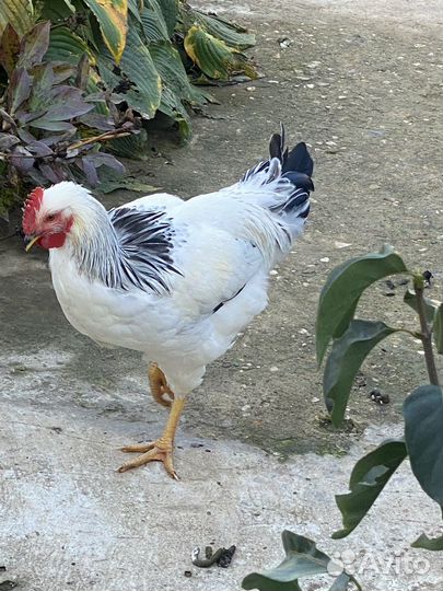 Петух адлерский