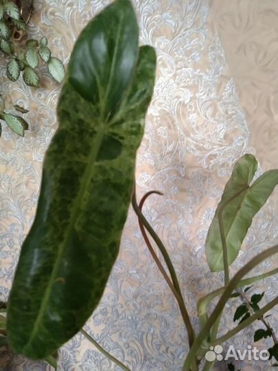 Большой комнатный цветок