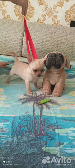 Щенки чихуахуа