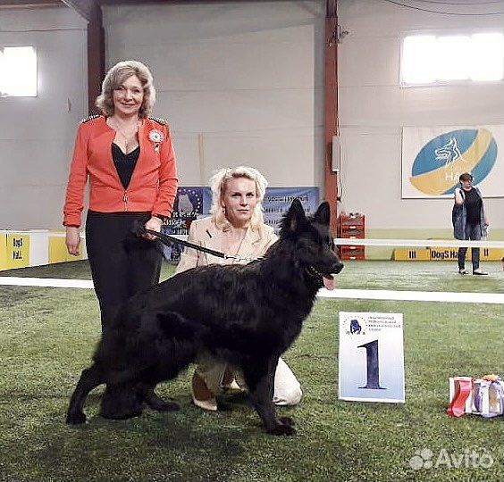 Немецкая Овчарка Длинношерстная Кобель для вязки