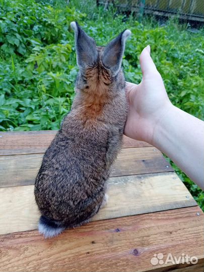 Мини кролик