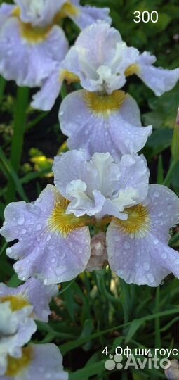 Ирис сибирский