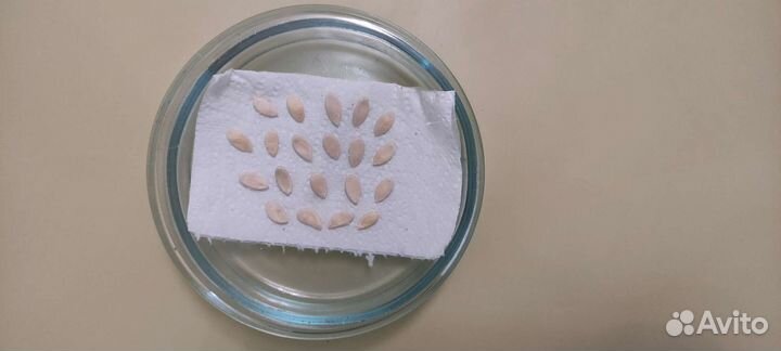 Чашки Петри стеклянные 10 см