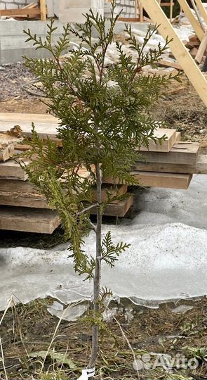 Туя Смагард Брабант Globoza Aurea