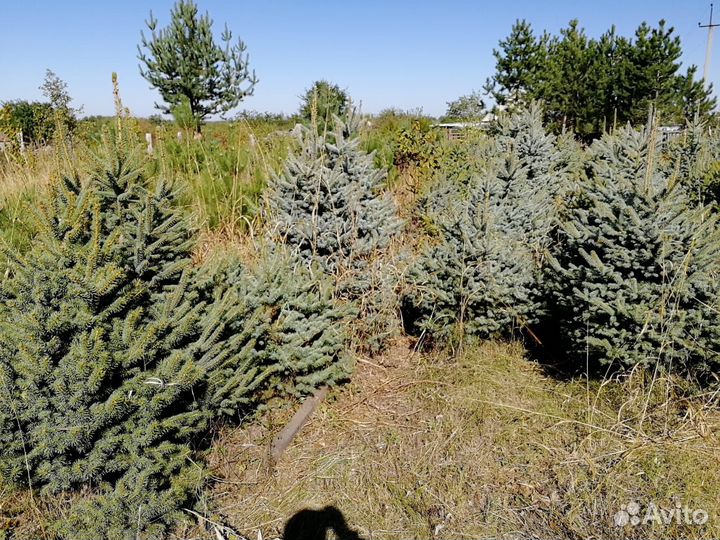 Ель колючая голубая