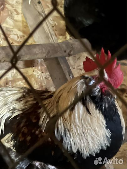 Ия Яйцо Цыплята Петухи крутых пород