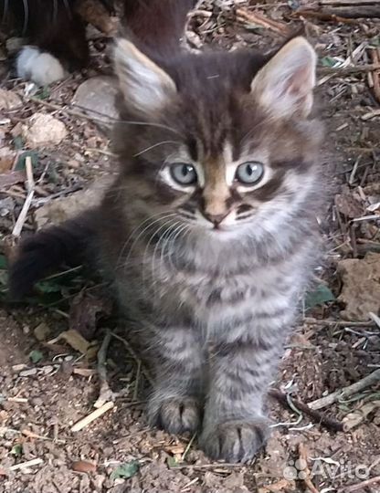 Котята милые ищут дом