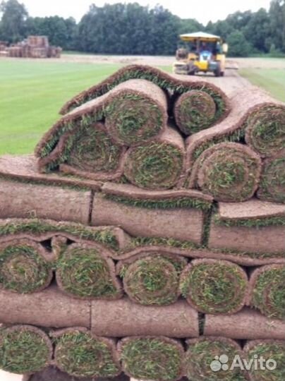 Рулонный газон