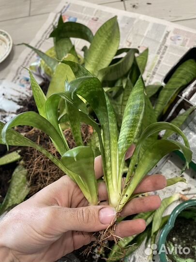 Сансевиерия зейланика