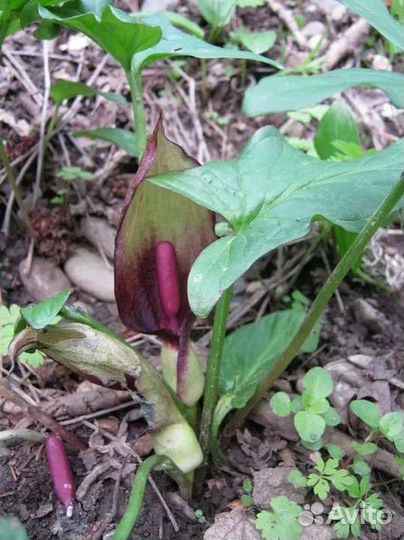 Саженцы садовых цветов