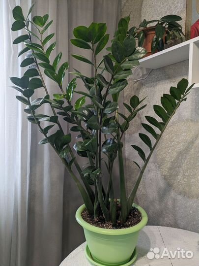 Комнатные растения цветы