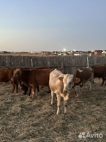 Бычки на откорм 16 голов