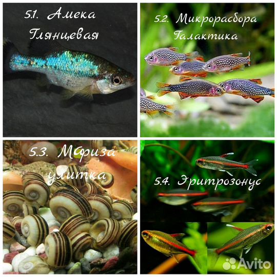Аквариумные рыбки и растения. Опт/Розница