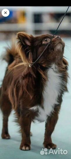 Вязка чихуахуа