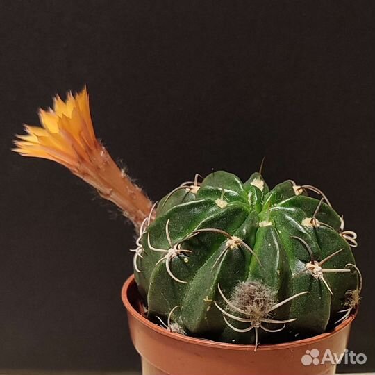 Кактус Lobivia akersii семена