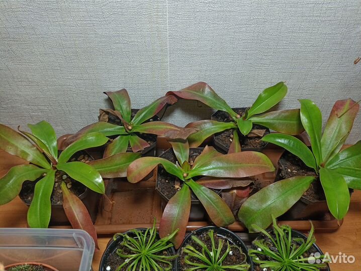 Непентес Кровавая Мэри/Nepenthes Bloody Mary