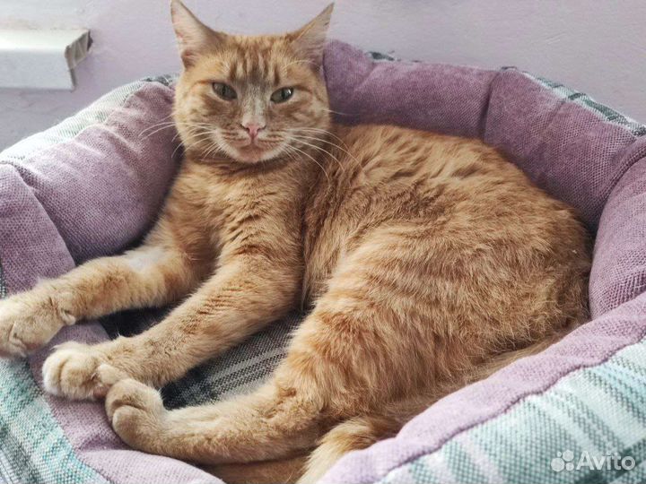 Солнечная кошка (из приюта)