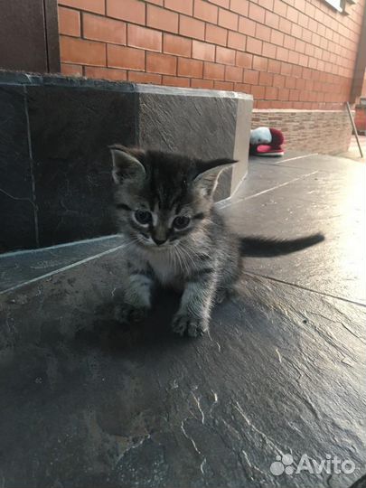 Котята в добрые руки бесплатно