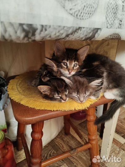 Кошка в дар мей-кун