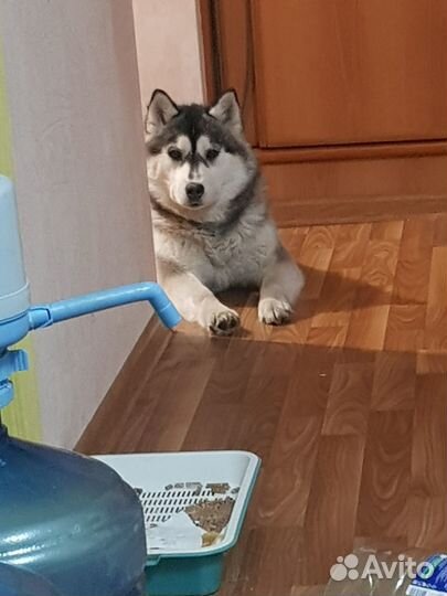 Сибирский хаски в добрые руки