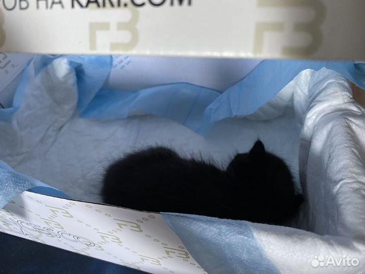 Котенок в добрые руки