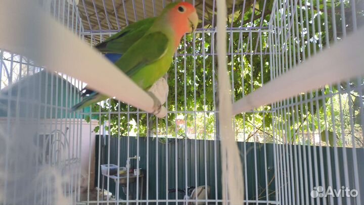 Попугай неразлучники с клеткой