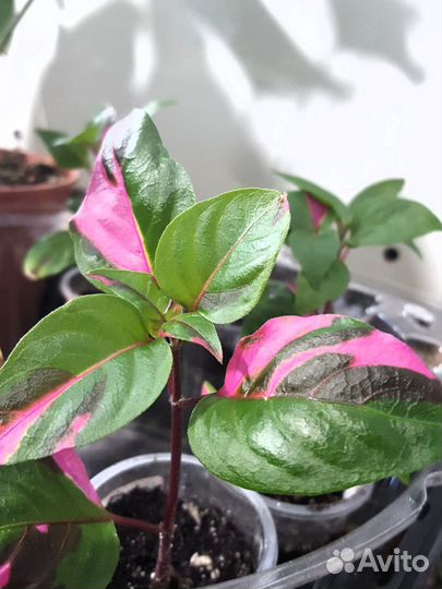 Комнатные растения