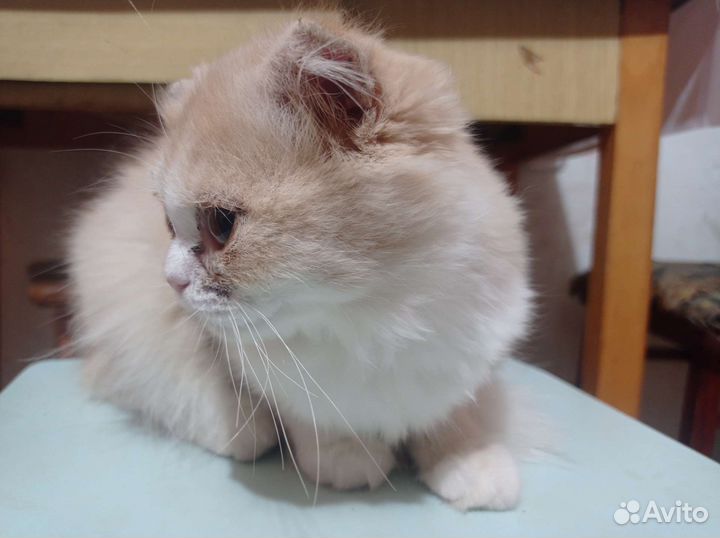 Шотландская вислоухая