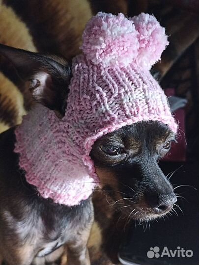 Одежда - Шапочки для Маленьких собачек