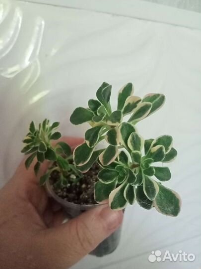 Комнатные растения сортовые