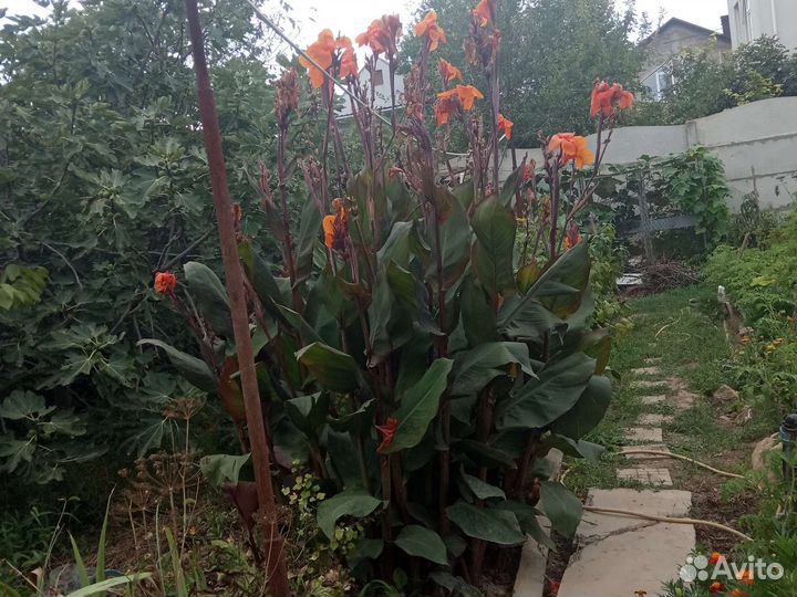 Дубочки, лещина, размарин, канны