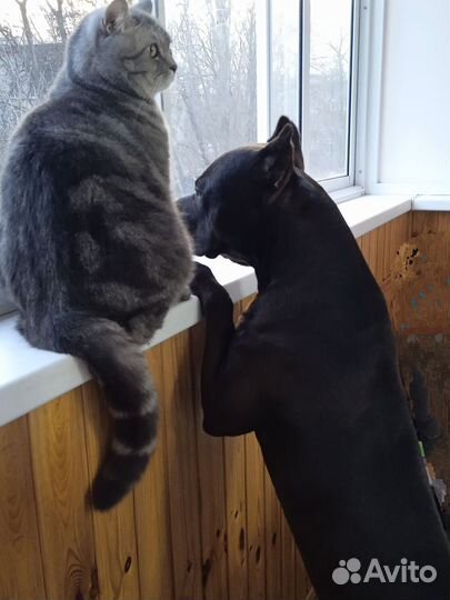 Питбультерьер