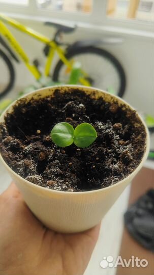 Замиокулькас зензи