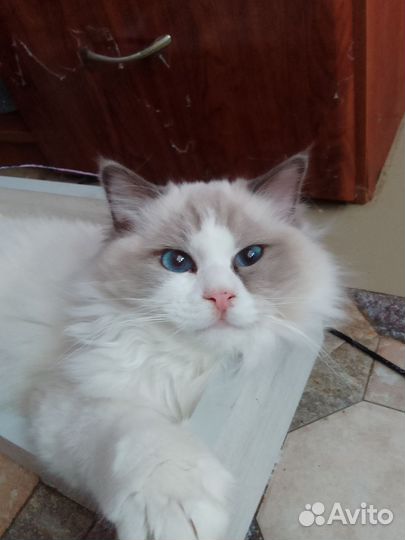 Регдолл кот