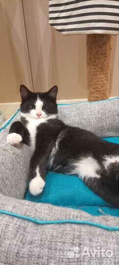 Котик