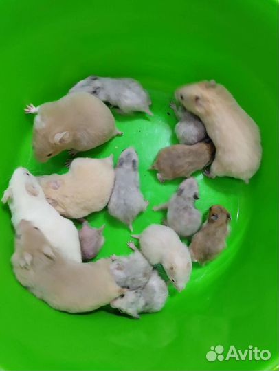 Хомячки сирийские на подарки вашим любимым