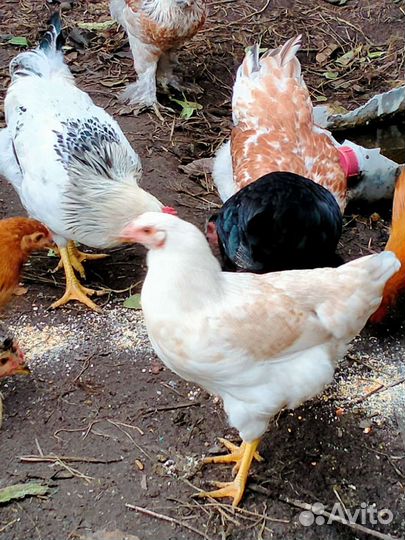 Куры молодки несушки
