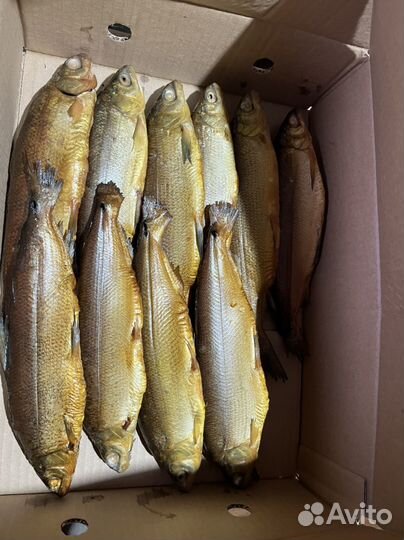 Икра пеляди