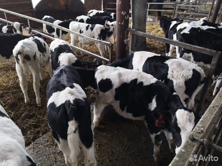 Телята бычки