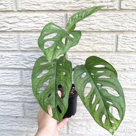 Монстера адансона
