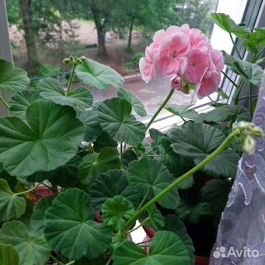 Пеларгония герань