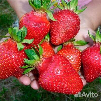 Рассада клубники Азия