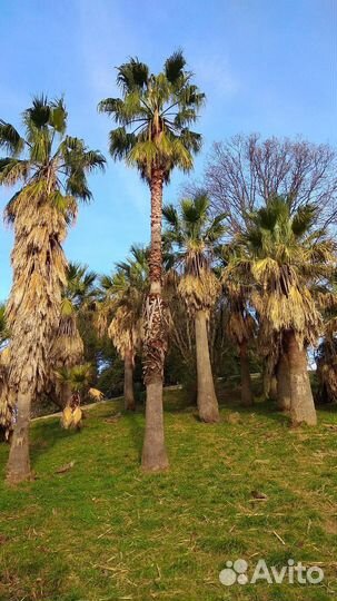 Сочи на новый год