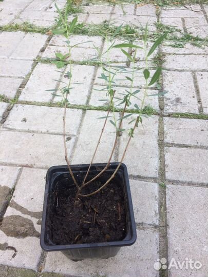 Ивы шаровидные Нана Грацилис и Хакуро Нишики