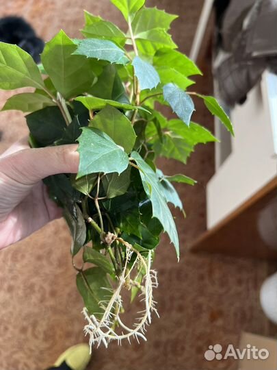 Комнатные растения